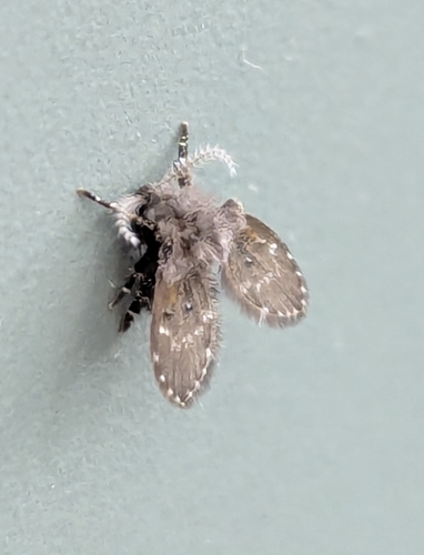 Unknown species found near Victoria, BC V8P 1E7, Canada