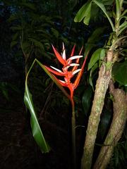Heliconia angusta