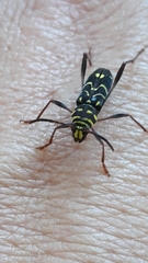 Cotyclytus curvatus