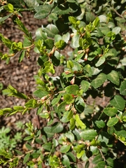 Nothofagus betuloides