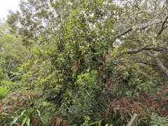 Monimia rotundifolia