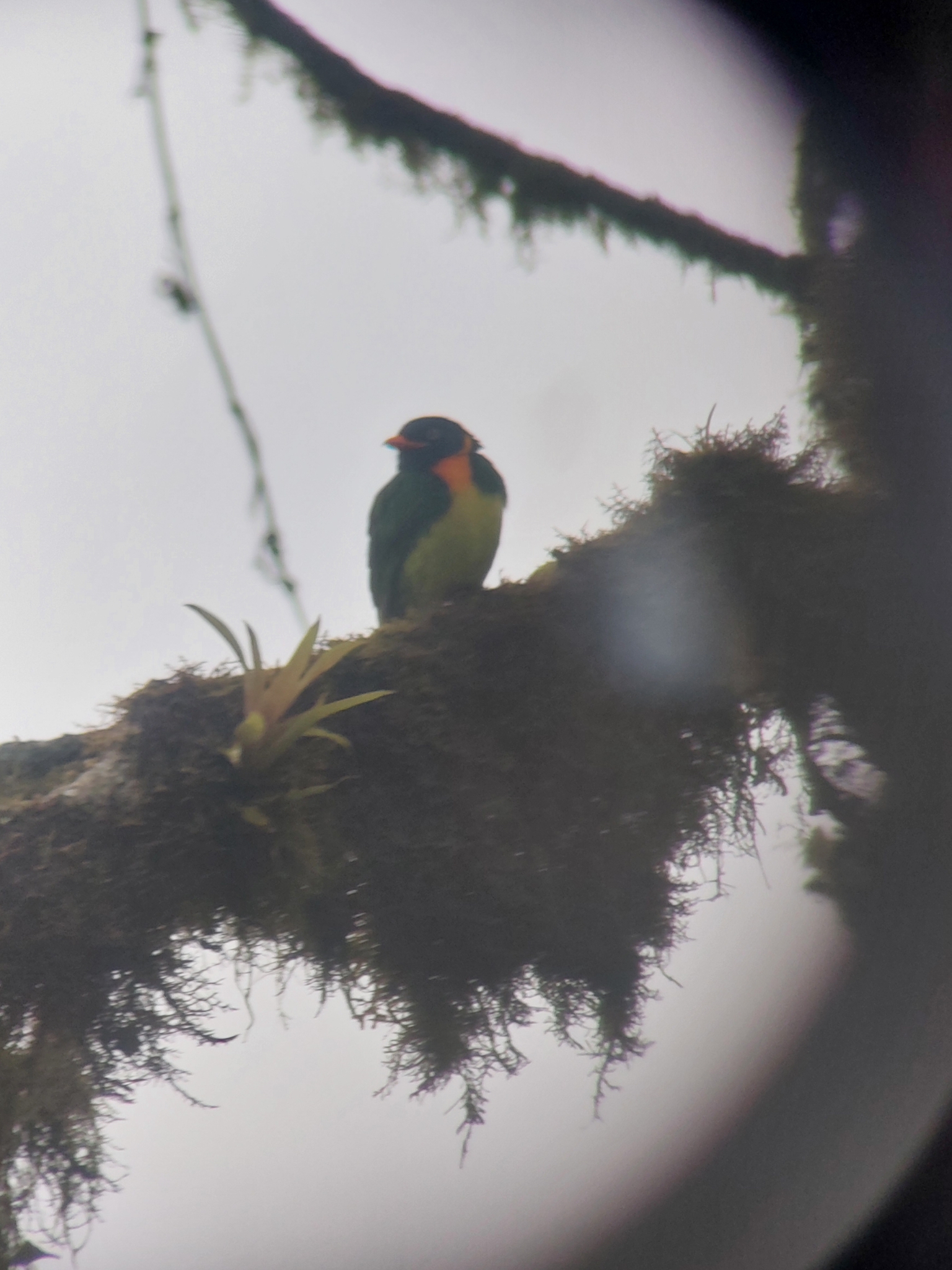 Orange-breasted Fruiteater (Pipreola jucunda), photo 10