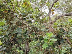 Monimia rotundifolia