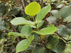 Monimia rotundifolia