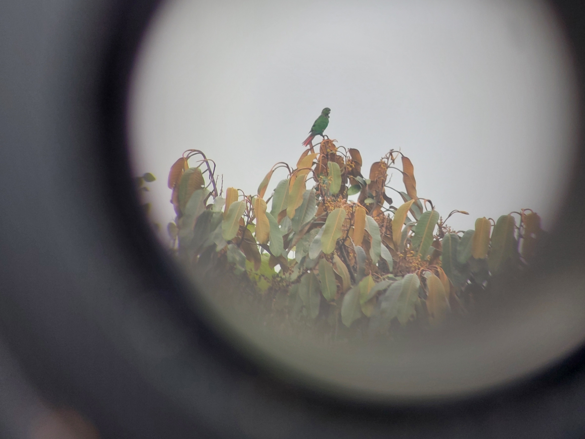 Maroon-tailed Parakeet (Pyrrhura melanura), photo 1