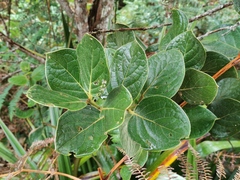 Monimia rotundifolia
