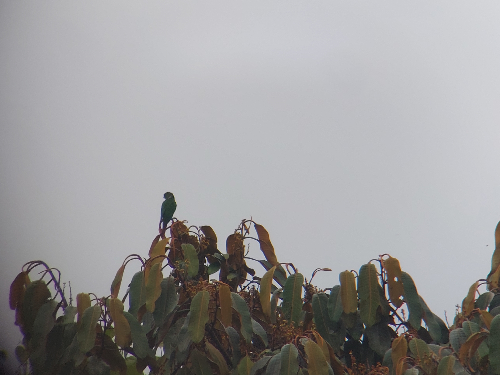 Maroon-tailed Parakeet (Pyrrhura melanura), photo 2