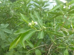 Morinda pubescens