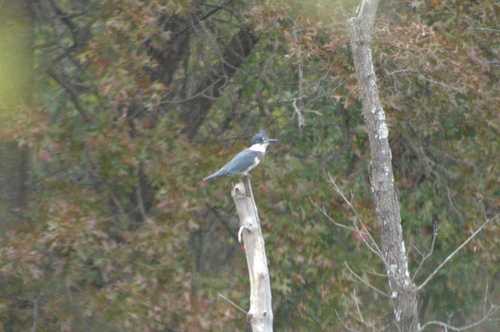 Belted Kingfisher photographed in Oklahoma
