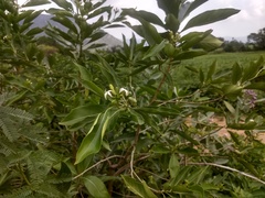 Morinda pubescens