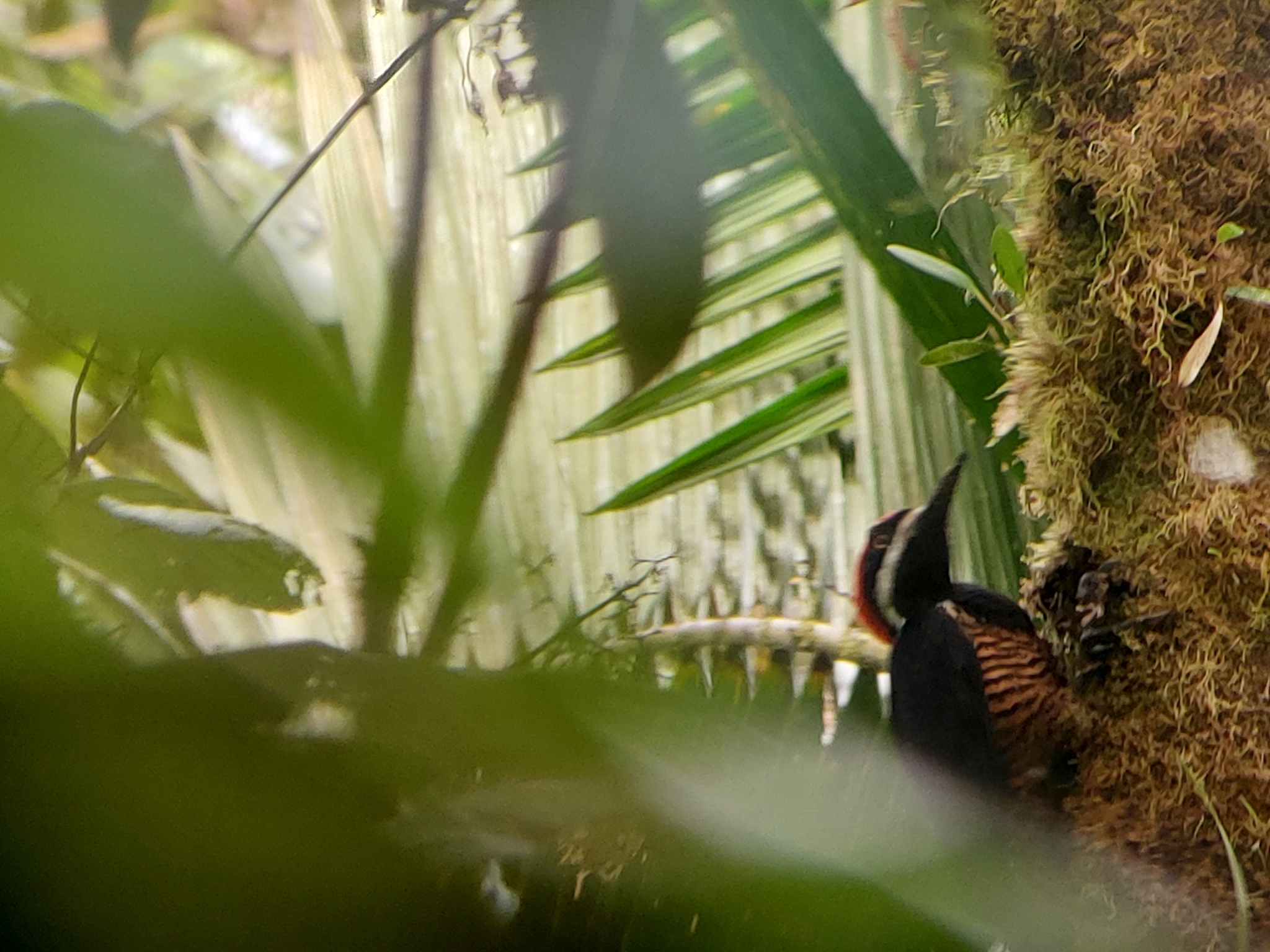 Powerful Woodpecker (Campephilus pollens), photo 6
