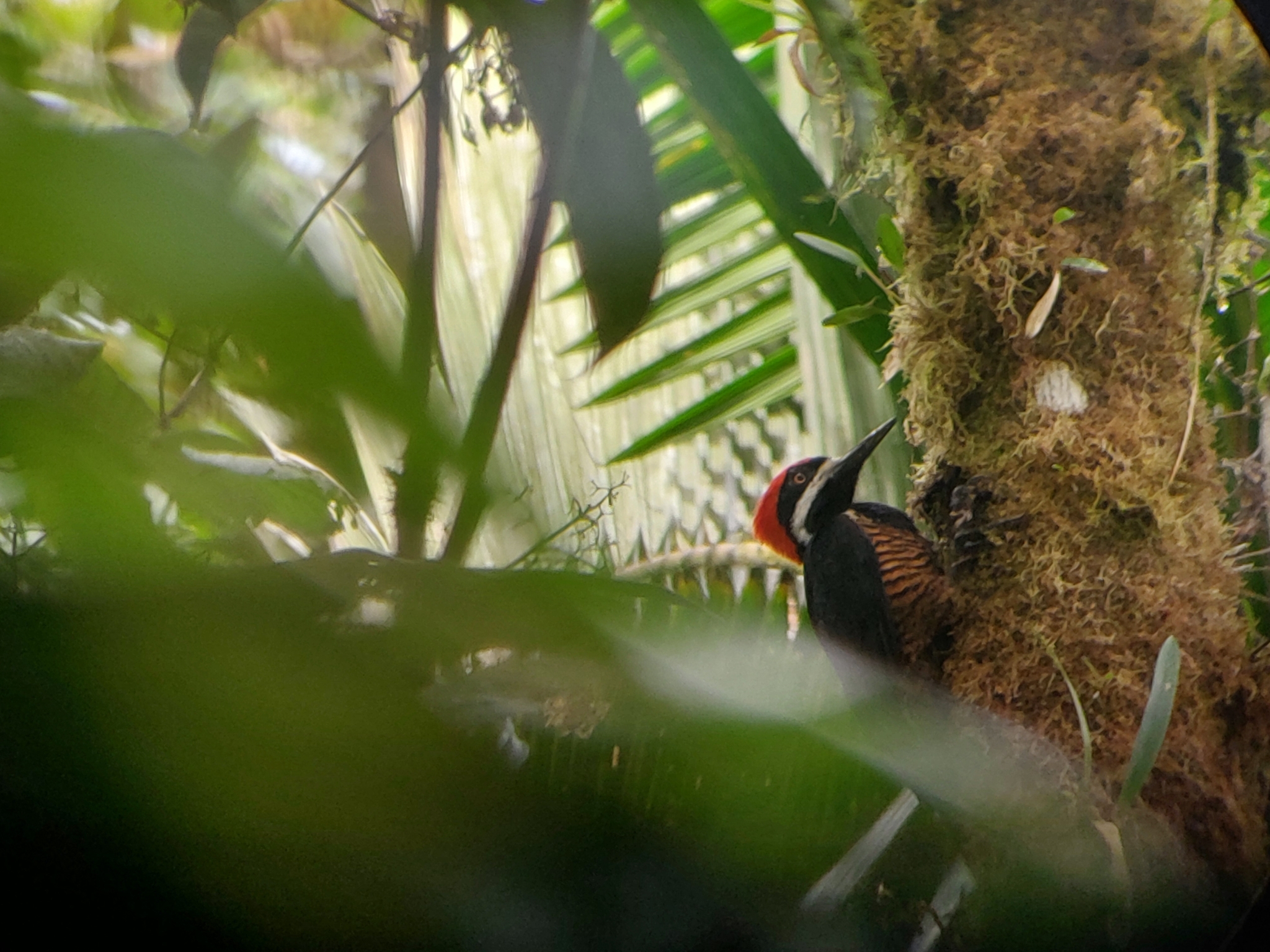 Powerful Woodpecker (Campephilus pollens), photo 7