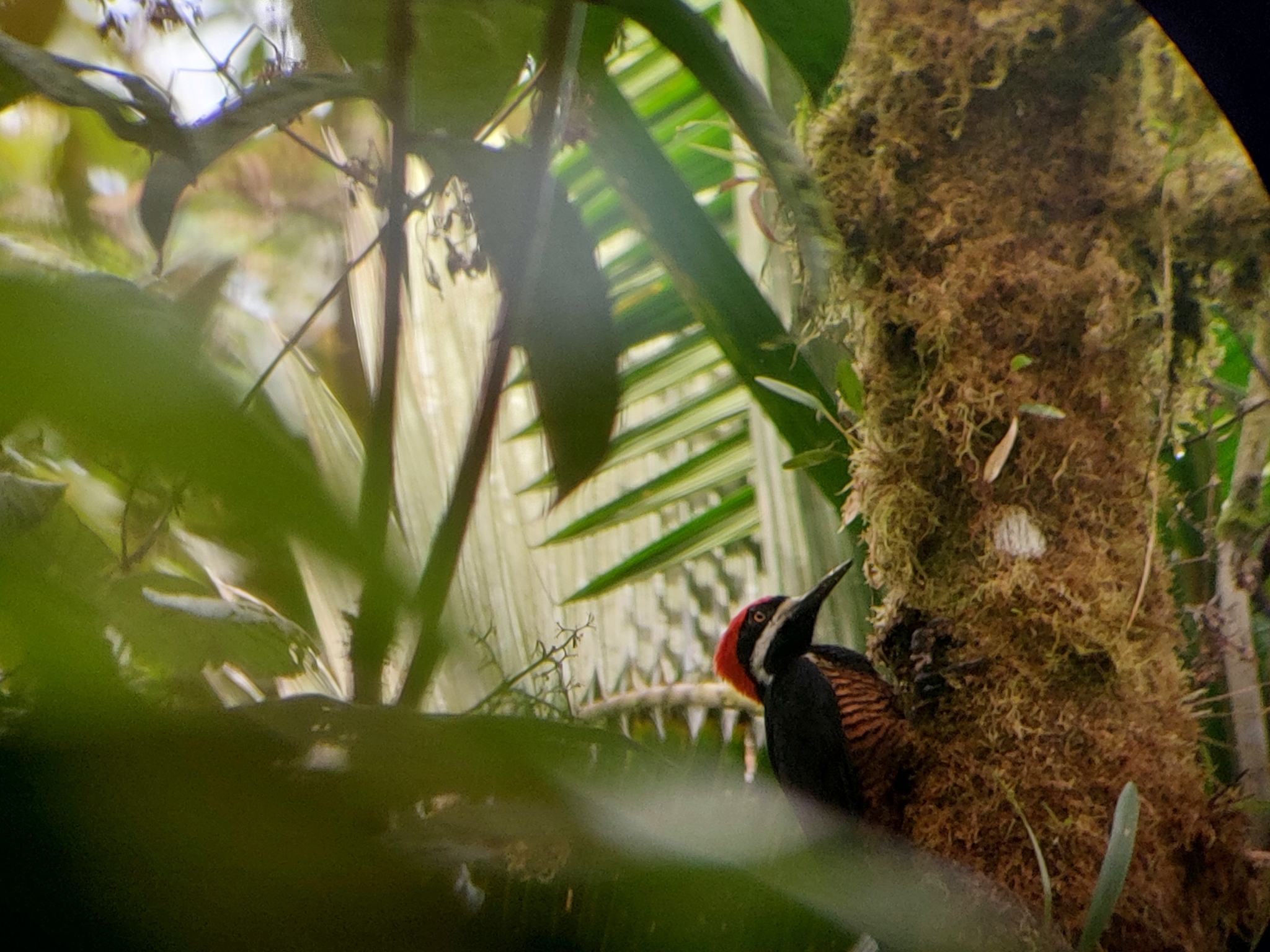 Powerful Woodpecker (Campephilus pollens), photo 8