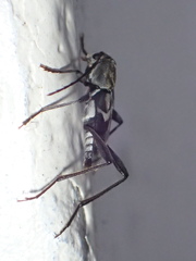 Perissus kankauensis