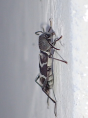 Perissus kankauensis