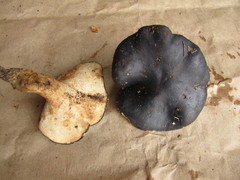 Albatrellaceae