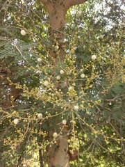 Vachellia leucophloea