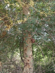 Vachellia leucophloea