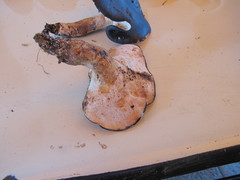 Albatrellaceae