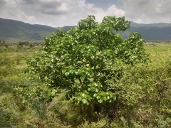 Gyrocarpus americanus