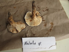 Albatrellaceae