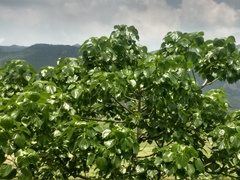 Gyrocarpus americanus