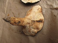 Albatrellaceae