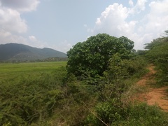 Gyrocarpus americanus