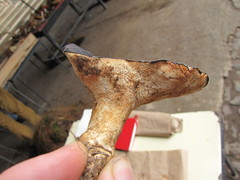 Albatrellaceae