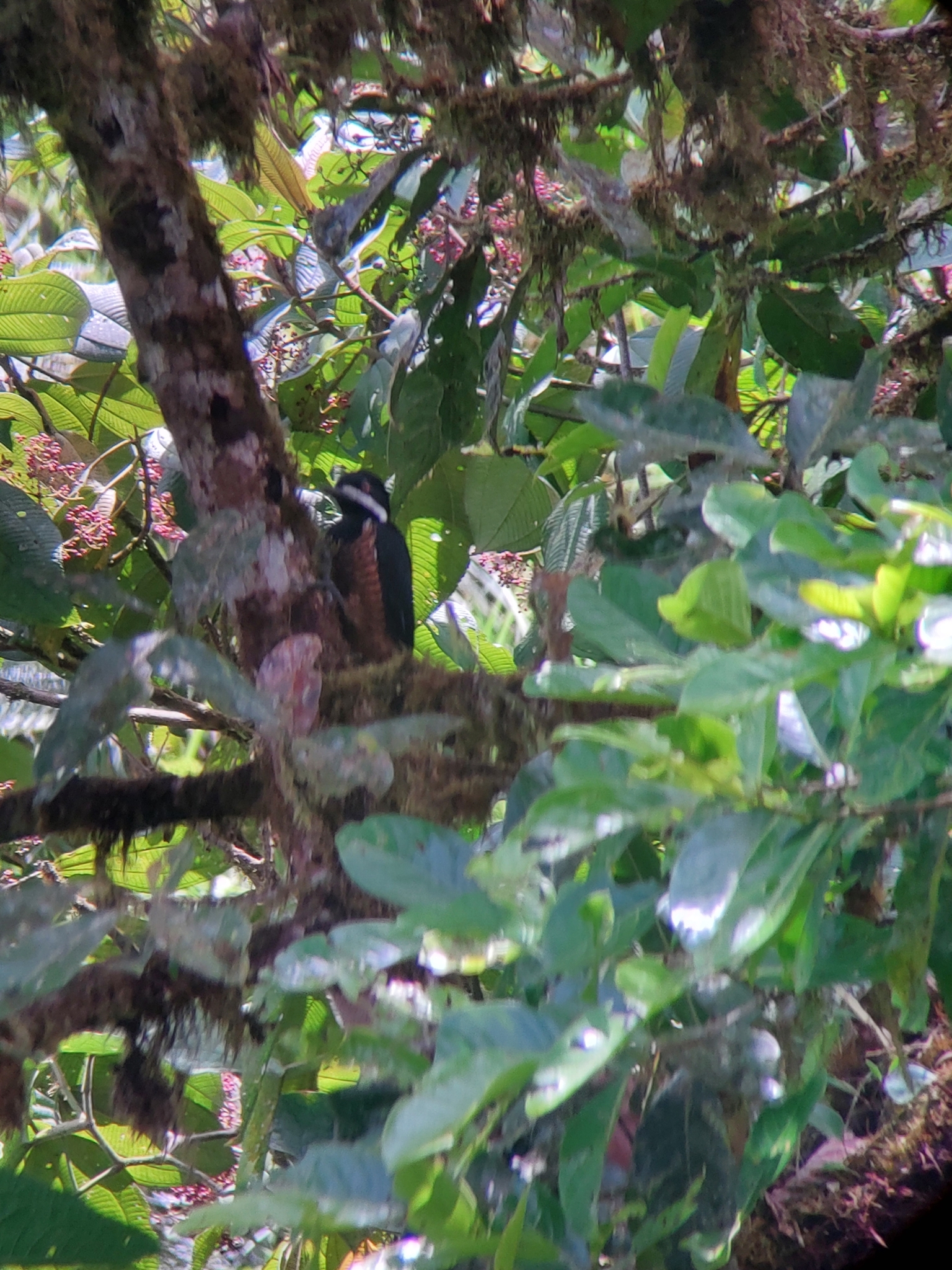 Powerful Woodpecker (Campephilus pollens), photo 5