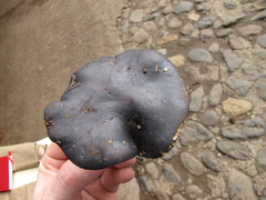 Albatrellaceae