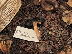 Albatrellaceae