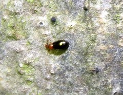 Salpingus ruficollis