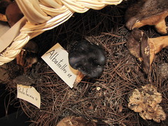 Albatrellaceae