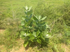 Calotropis