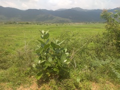 Calotropis
