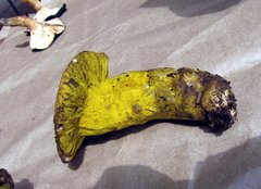 Hypomyces luteovirens