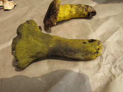 Hypomyces luteovirens