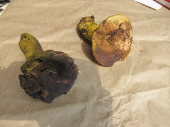 Hypomyces luteovirens