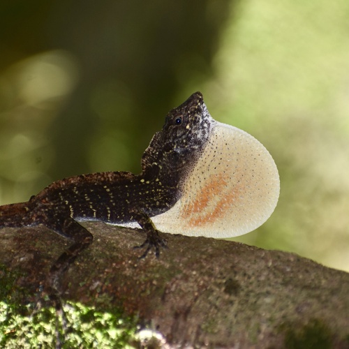 Bueycito Anole