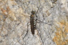 Liancalus virens