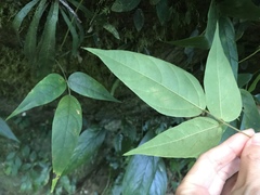 Mucuna macrocarpa