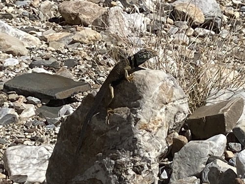 iNaturalist observation photo of Desert Collared Lizard