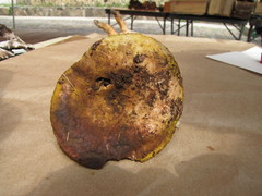 Hypomyces luteovirens