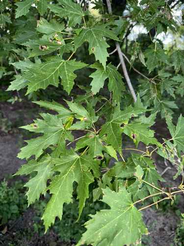 Silver Maple