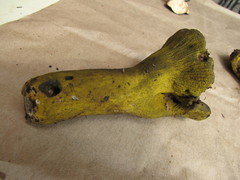 Hypomyces luteovirens