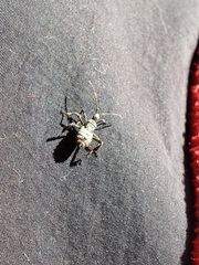 Heteroptera