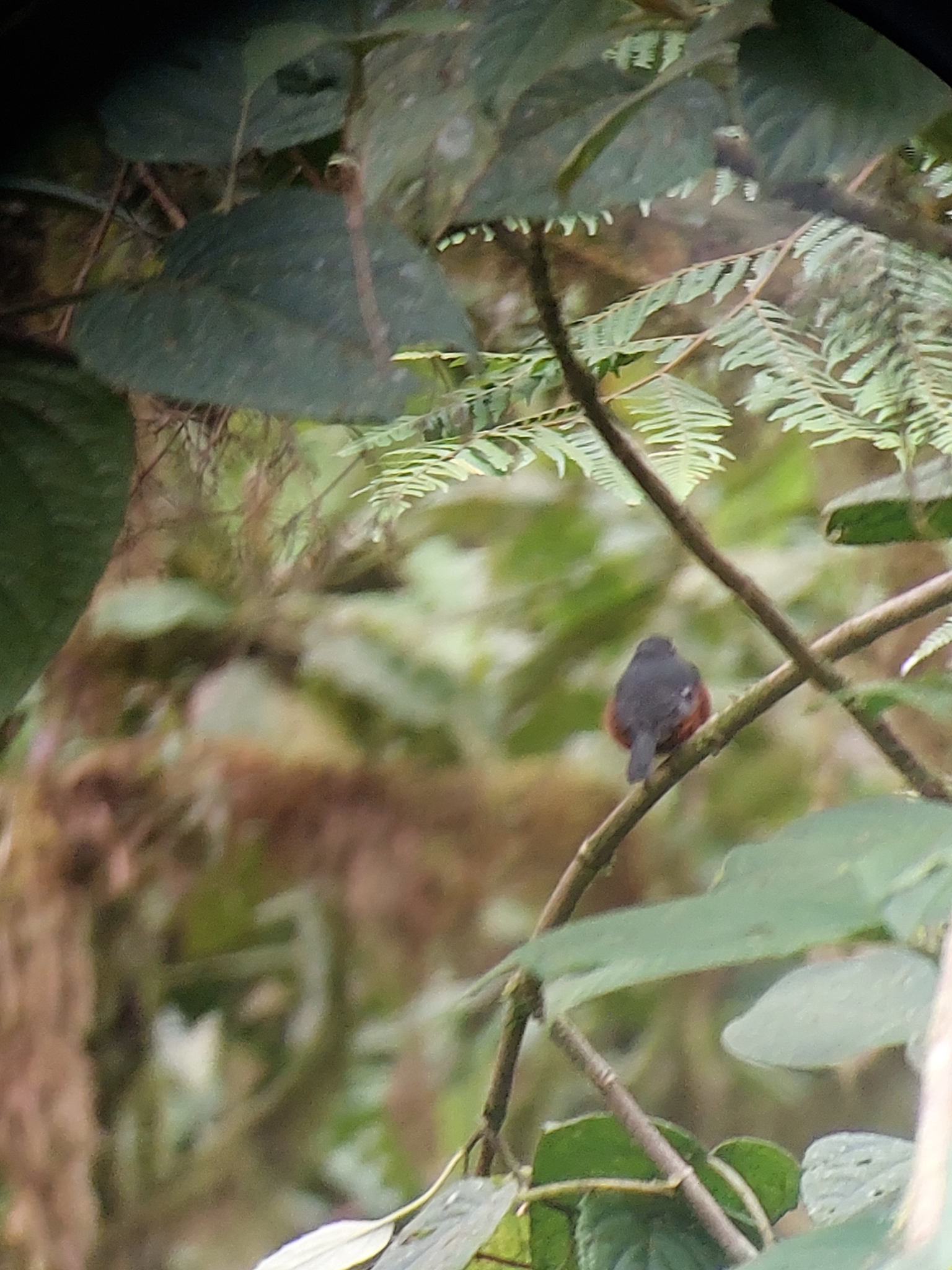 Slaty-backed Chat-Tyrant (Ochthoeca cinnamomeiventris), photo 8