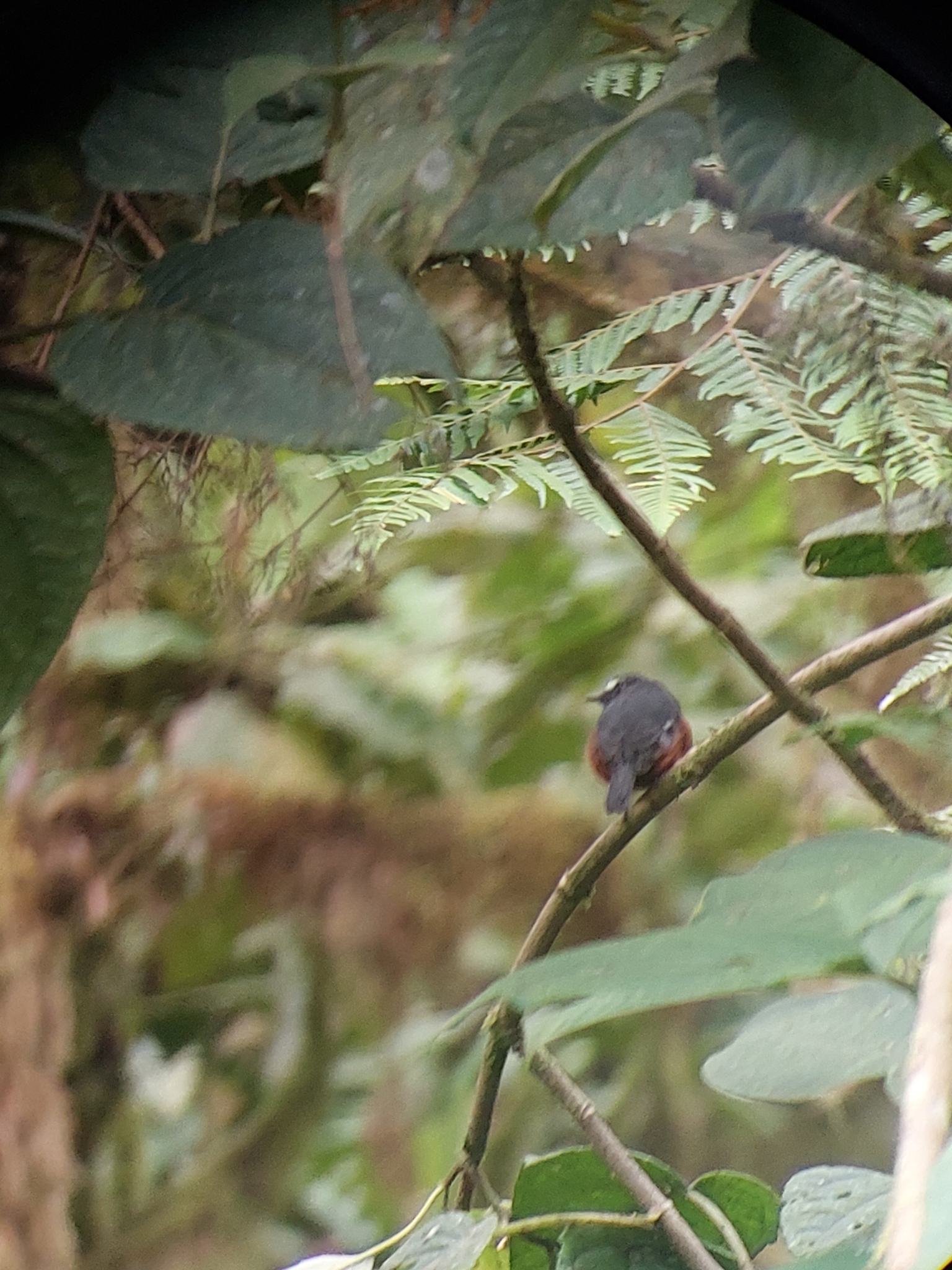 Slaty-backed Chat-Tyrant (Ochthoeca cinnamomeiventris), photo 9