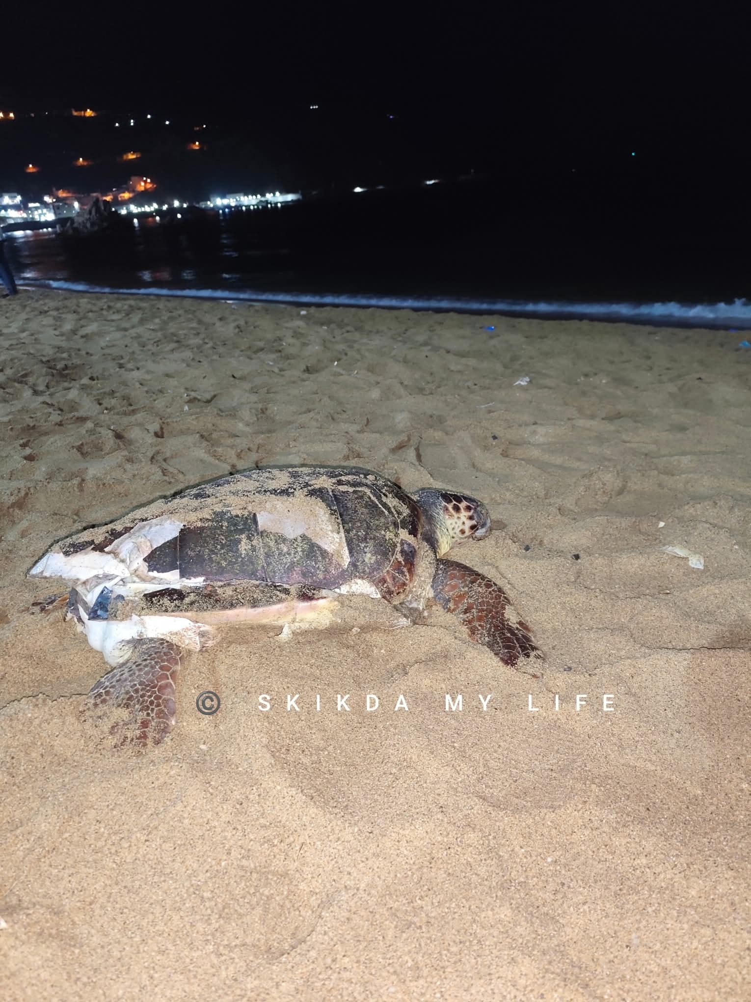 Caretta caretta